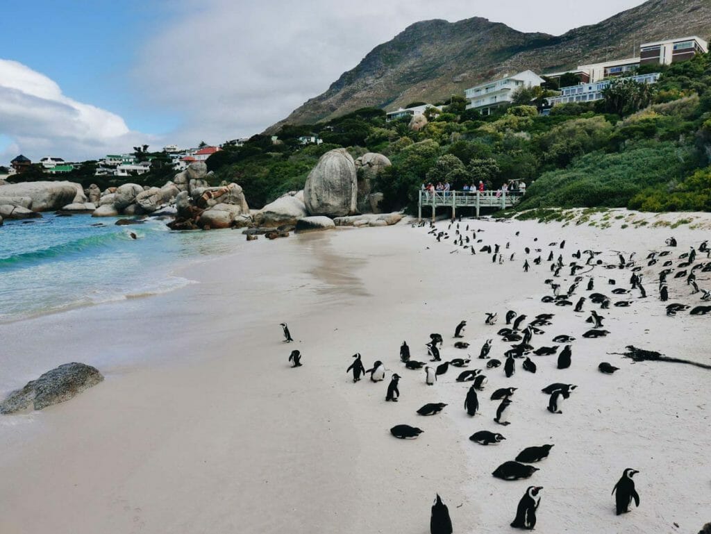 manchots Boulders Beach