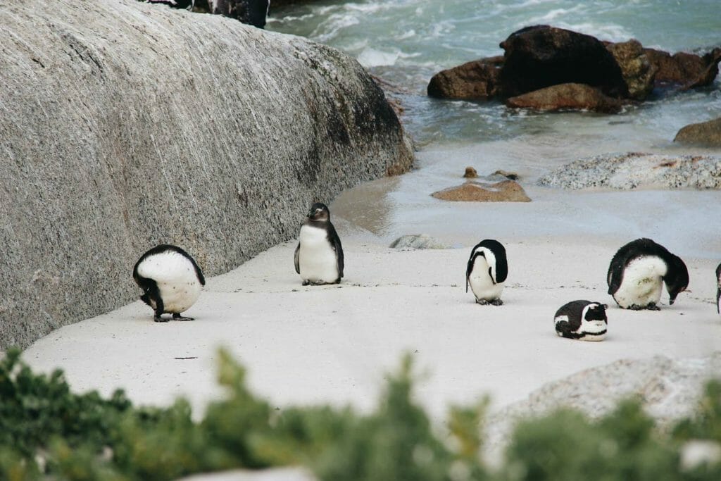 manchots Boulders Beach