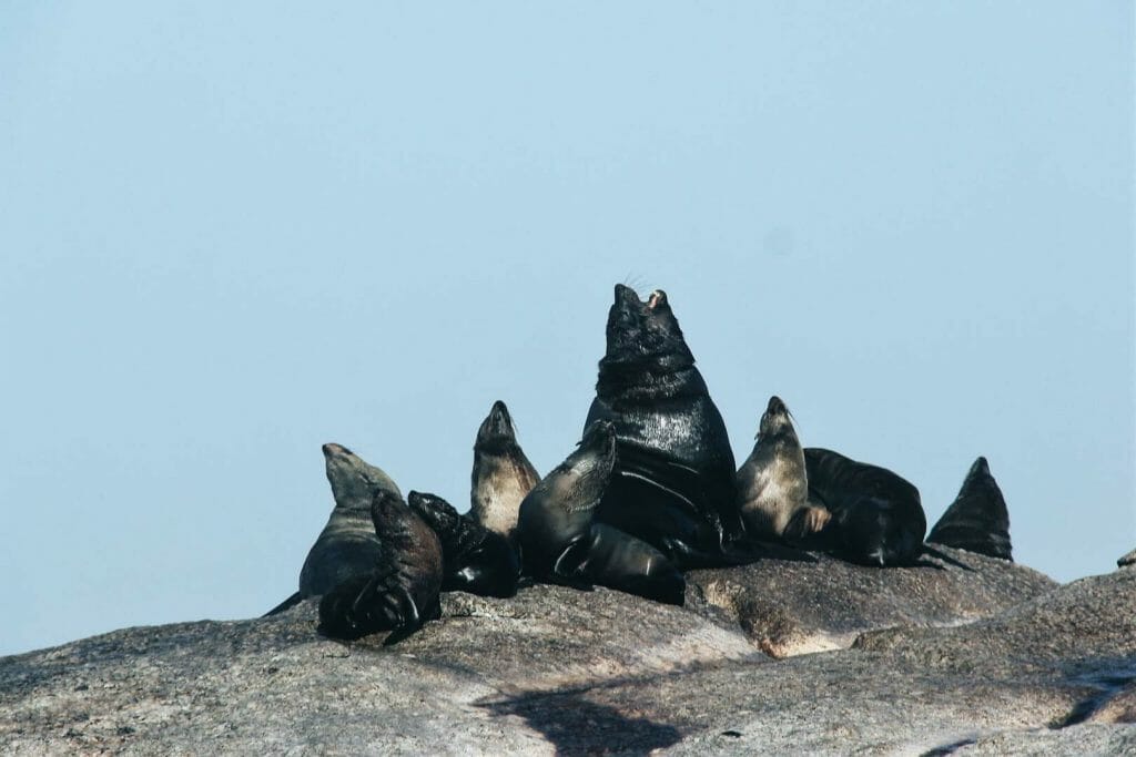 phoques de Duiker Island