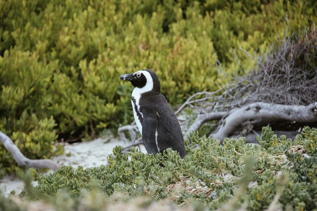 manchots Boulders Beach