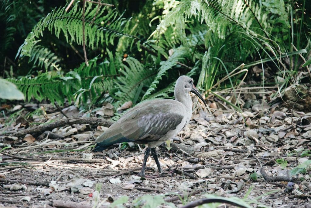 visiter le jardin botanique de Kirstenbosch