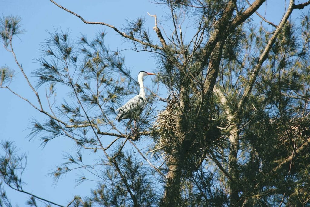 visiter le jardin botanique de Kirstenbosch
