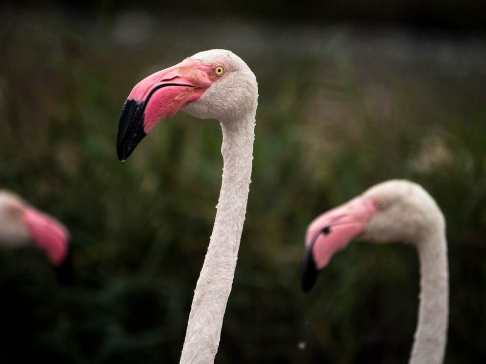 Grands sites de France