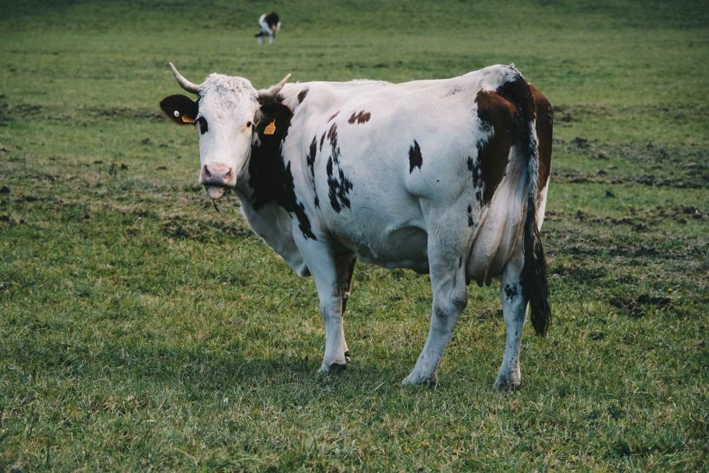 visiter saint claude