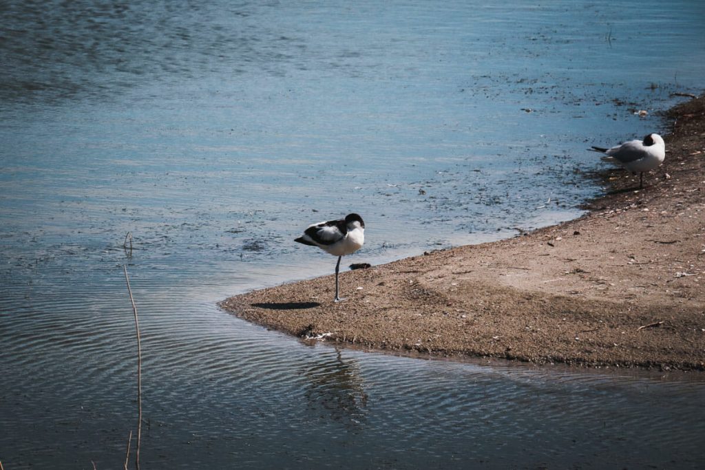 visiter le Parc du Marquenterre
