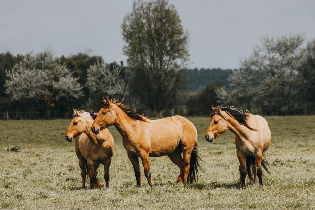 visiter le Parc du Marquenterre