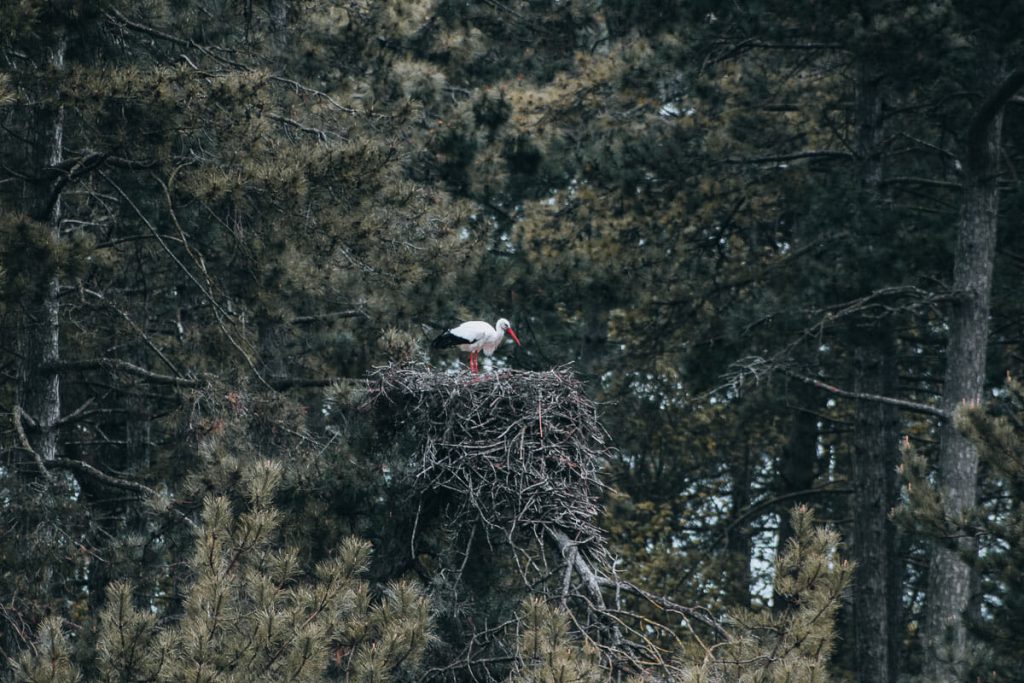 visiter le Parc du Marquenterre