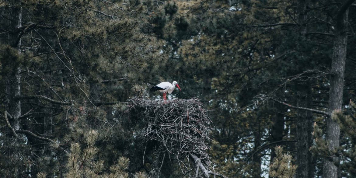 visiter le Parc du Marquenterre