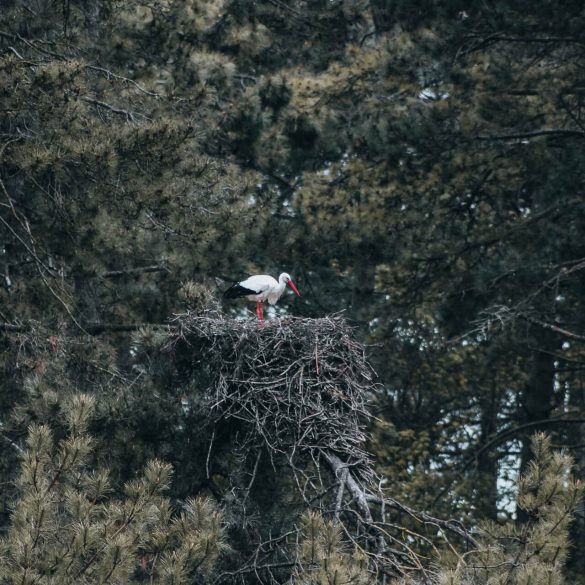 visiter le Parc du Marquenterre
