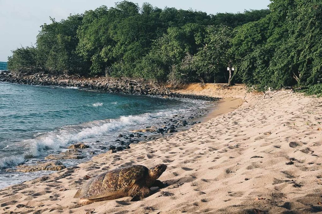 Les plages de Guadeloupe