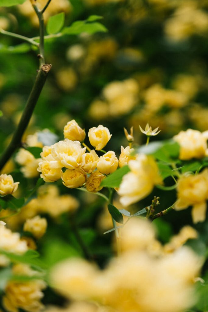 Visiter Drôme Provençale
