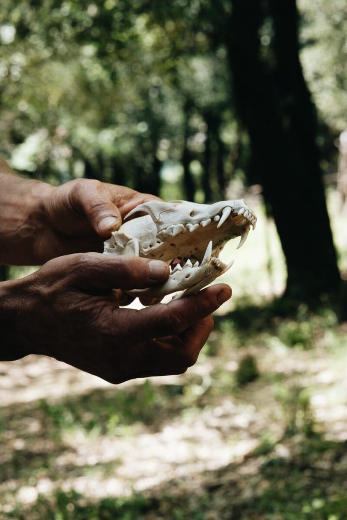 Visiter les Gorges de l’Ardèche
