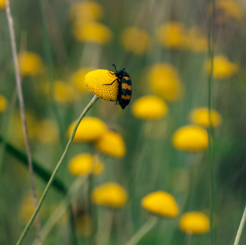 insecte micropolis