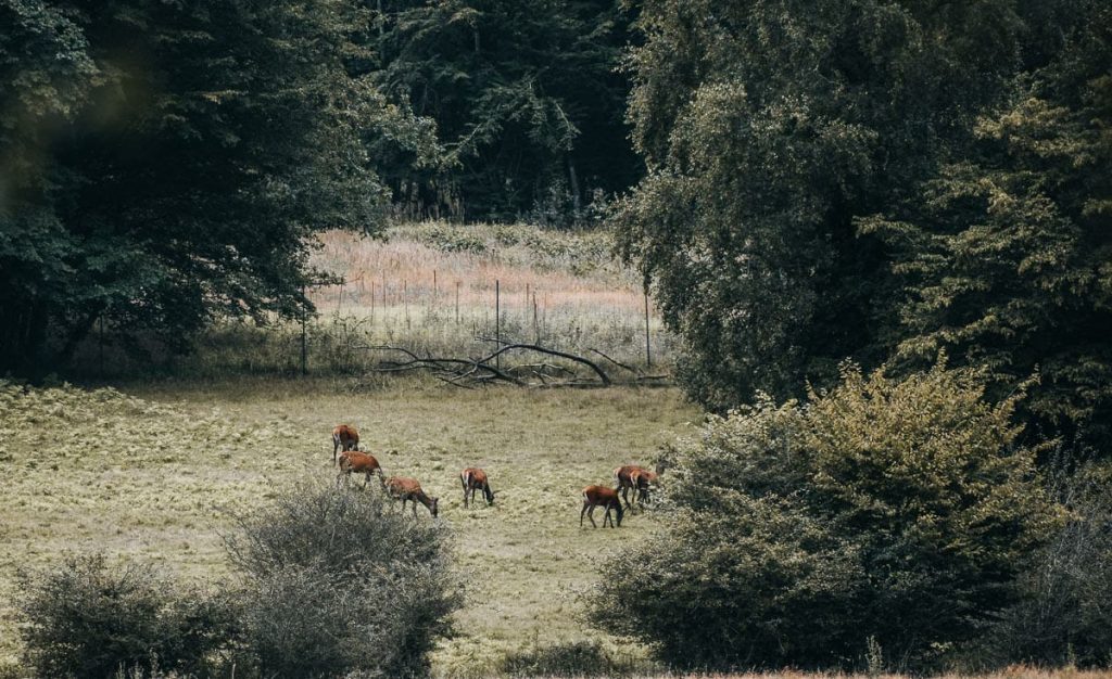 visiter la foret d'orient