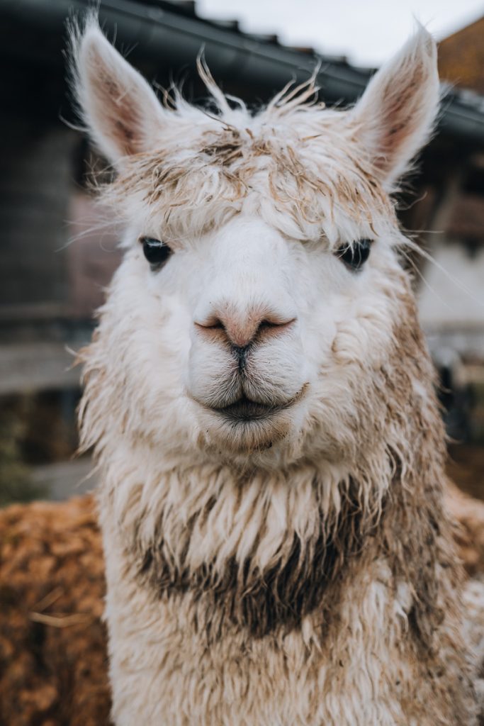 alpage chaussette aube