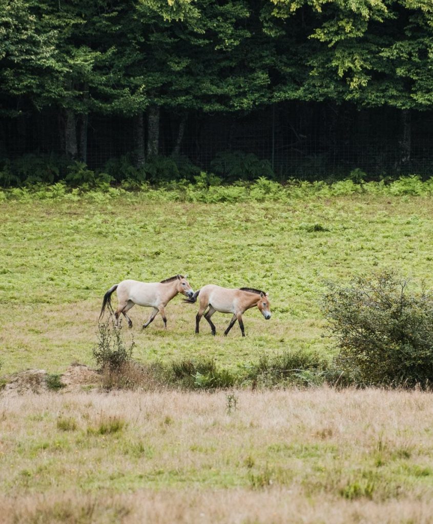 espace Faune de la Forêt d’Orient
