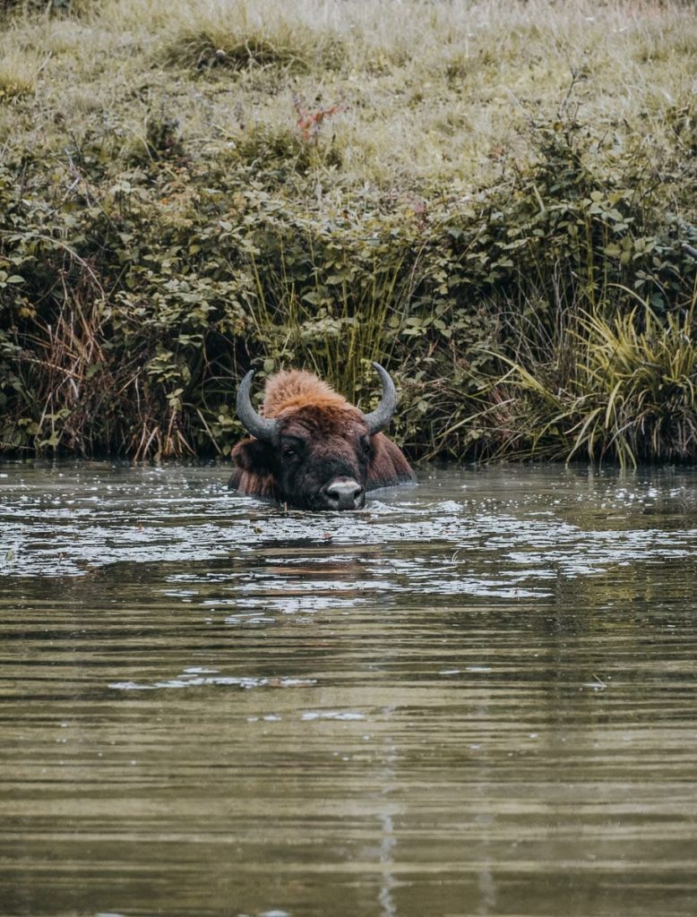 espace Faune de la Forêt d’Orient