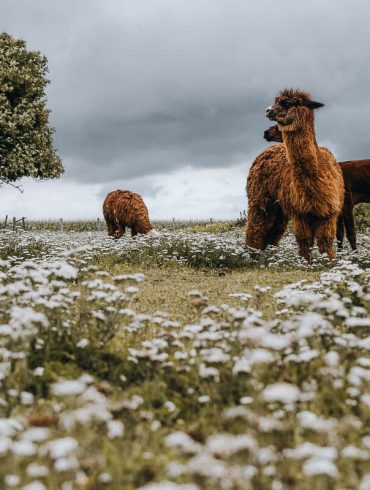 alpaga aube chaussette