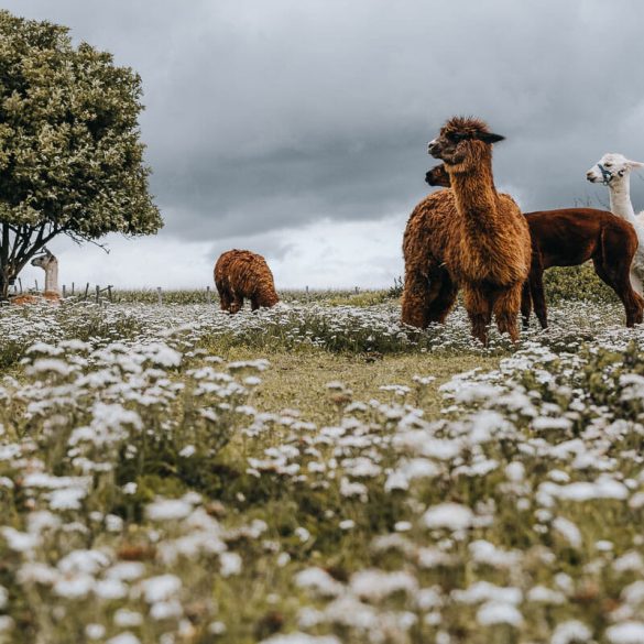 alpaga aube chaussette