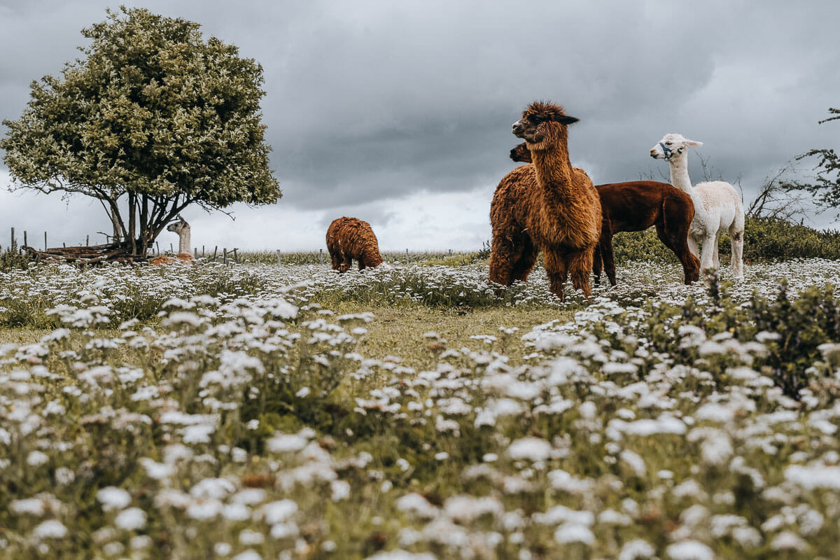 alpaga aube chaussette