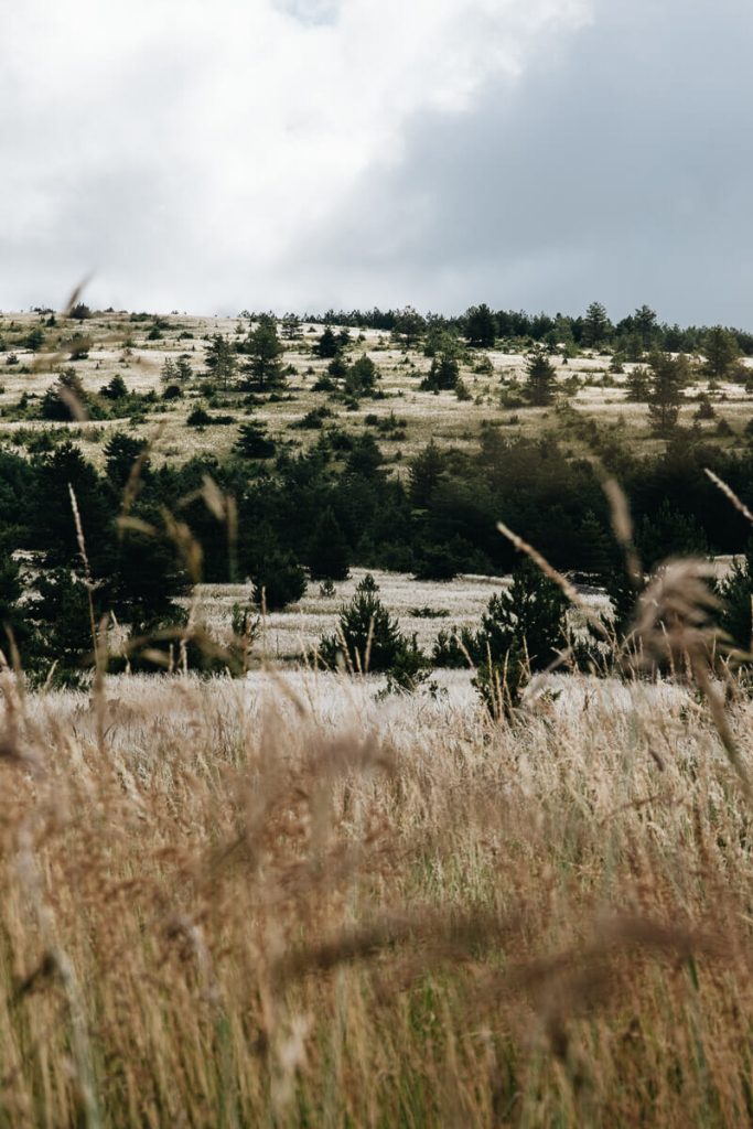 lozère causse méjean