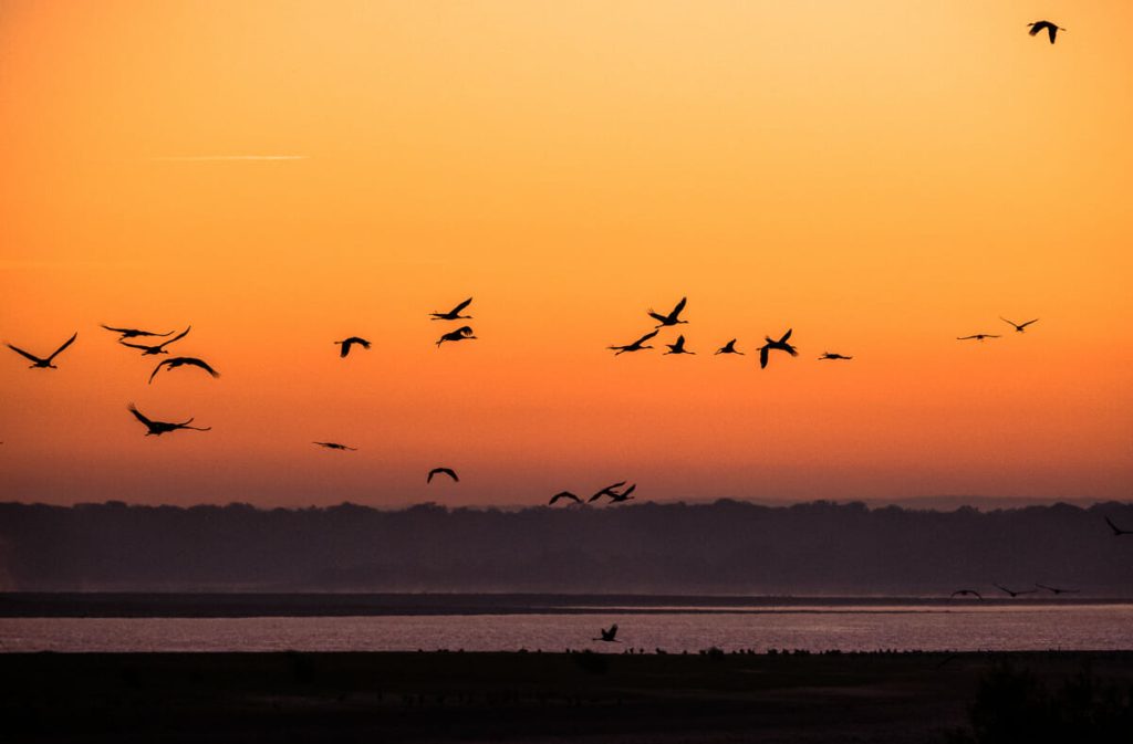 lac du der observation oiseaux