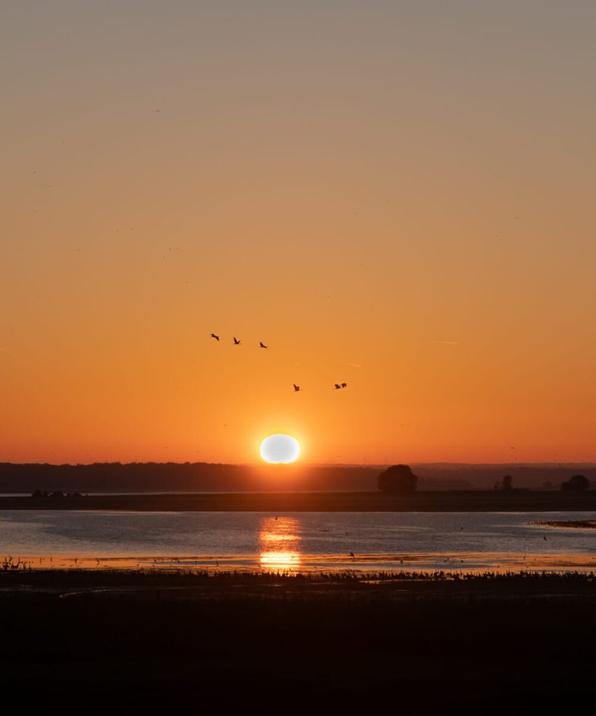 lac du der observation oiseaux