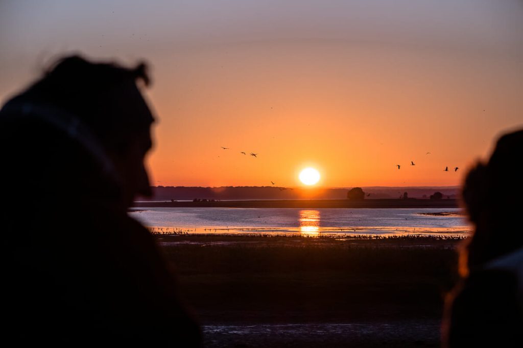lac du der migration des grues