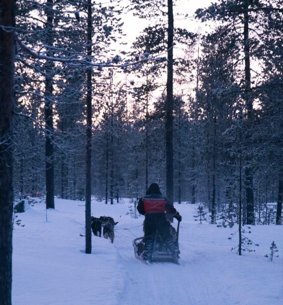 activités laponie chien de traineau