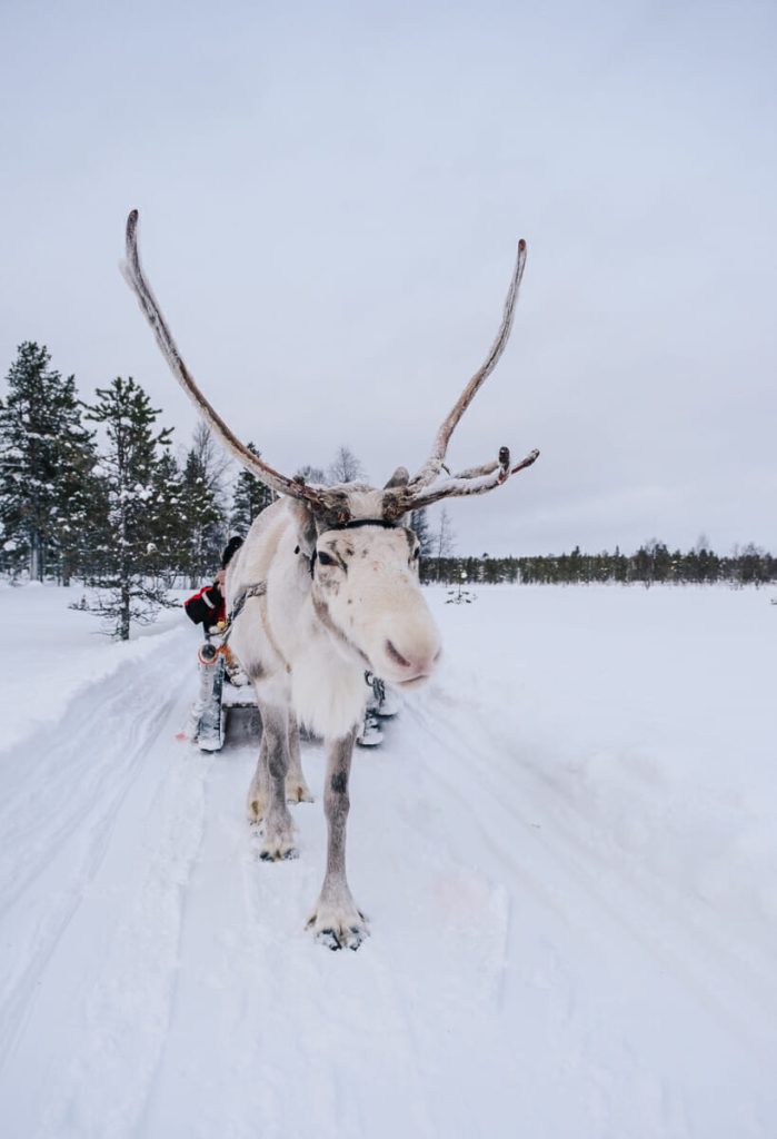 activités laponie rennes