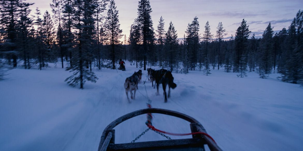 activités laponie chien de traineau