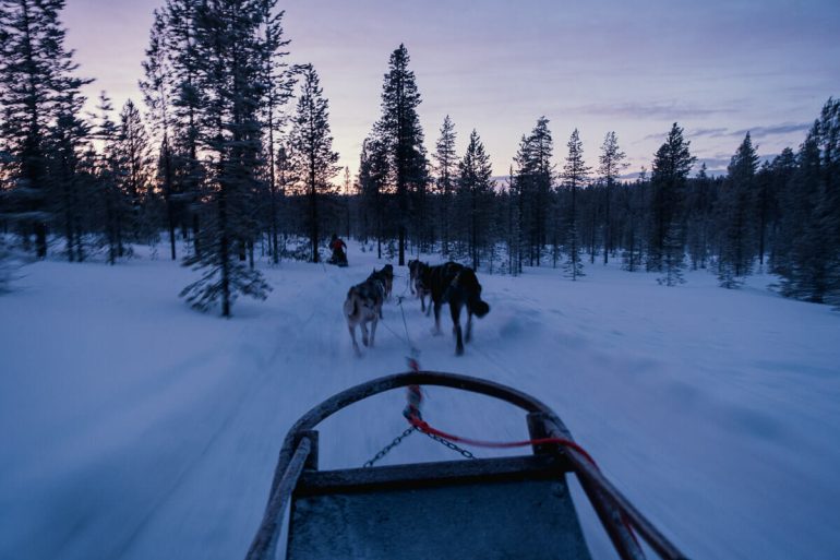 activités laponie chien de traineau