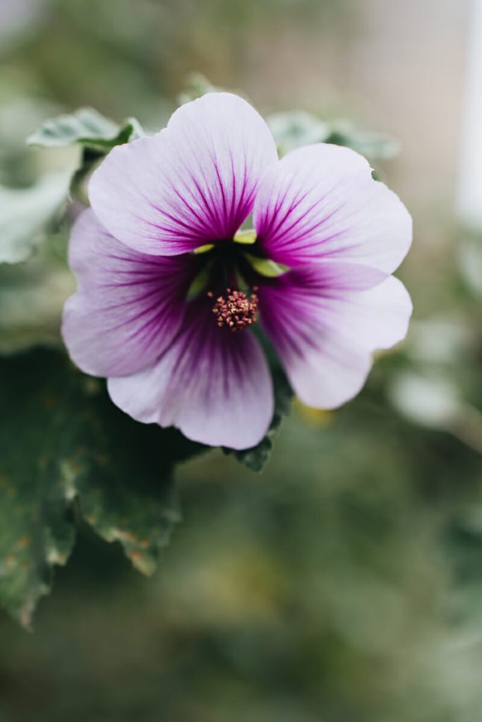 visiter ile de bréhat