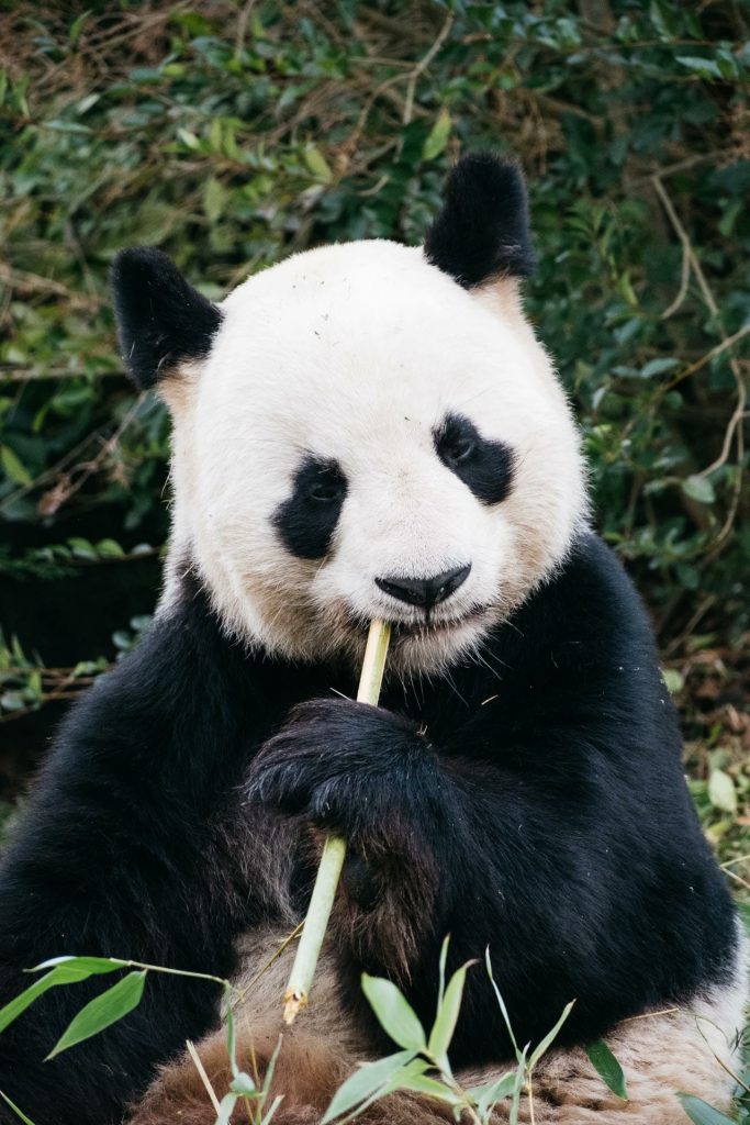 panda zoo beauval