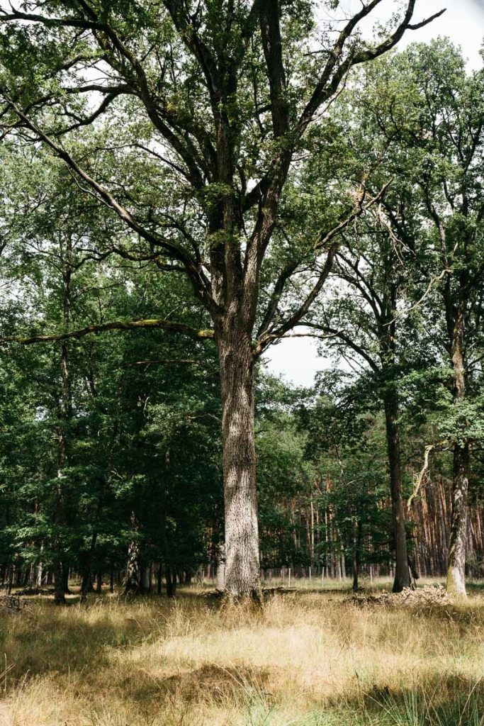 visiter chateau de la loire