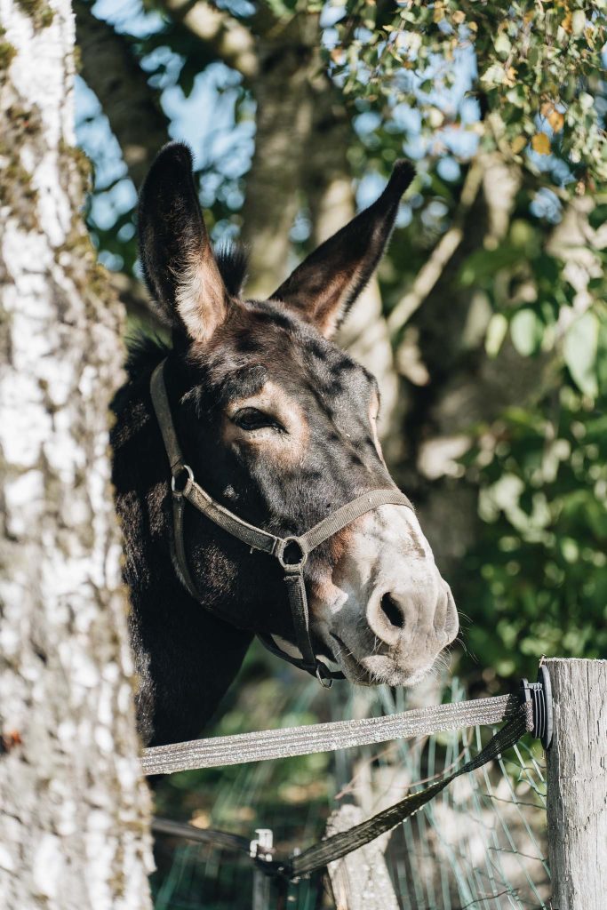 faire de l'ane a nevers