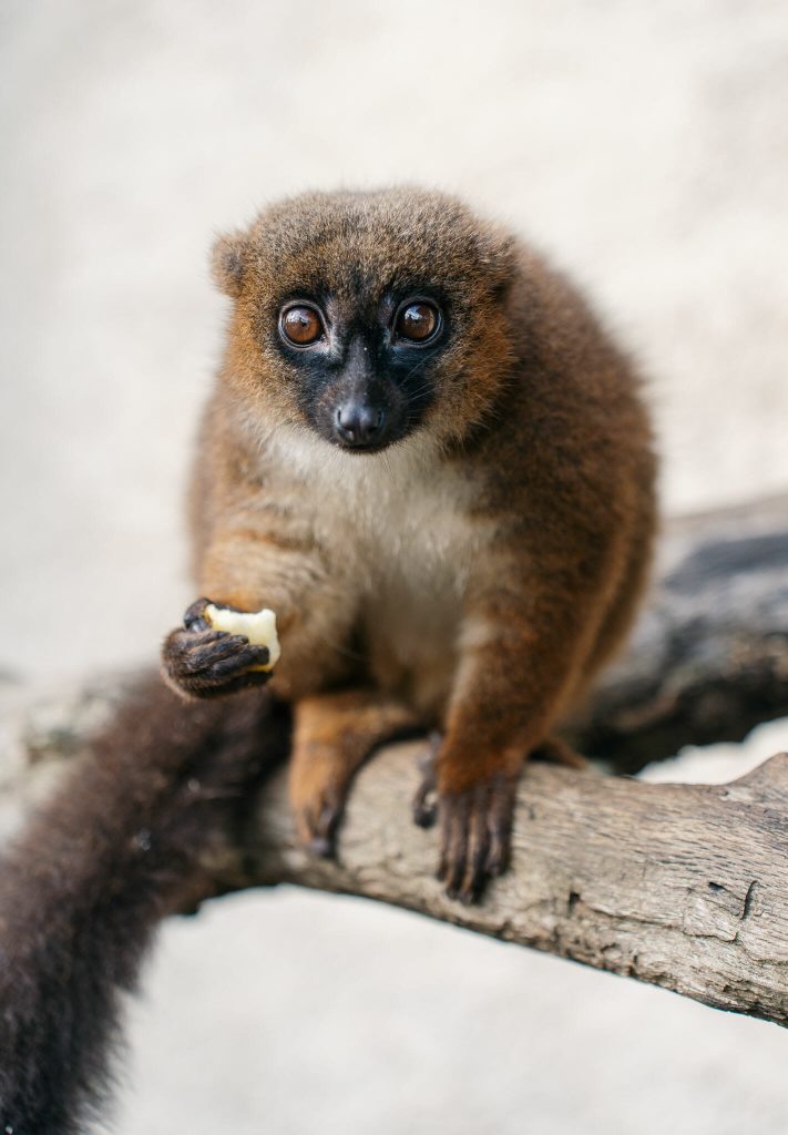 Zoo de la Haute-Touche apprenti soigneur