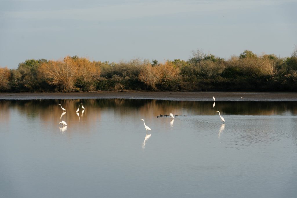 parc naturel de la brenne