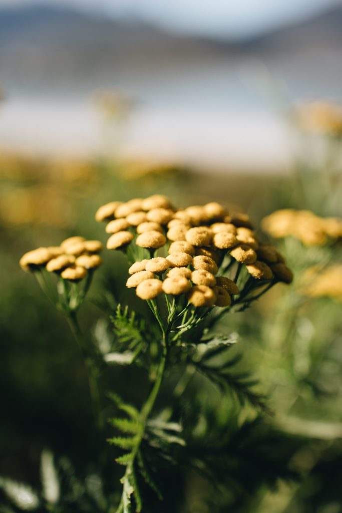 fleur jaune sur la plage de Ramberg dans les Lofoten
