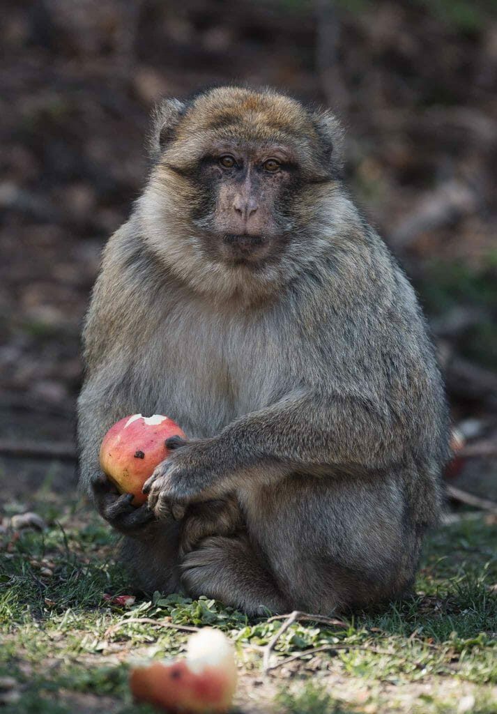 alsace montagne des singes