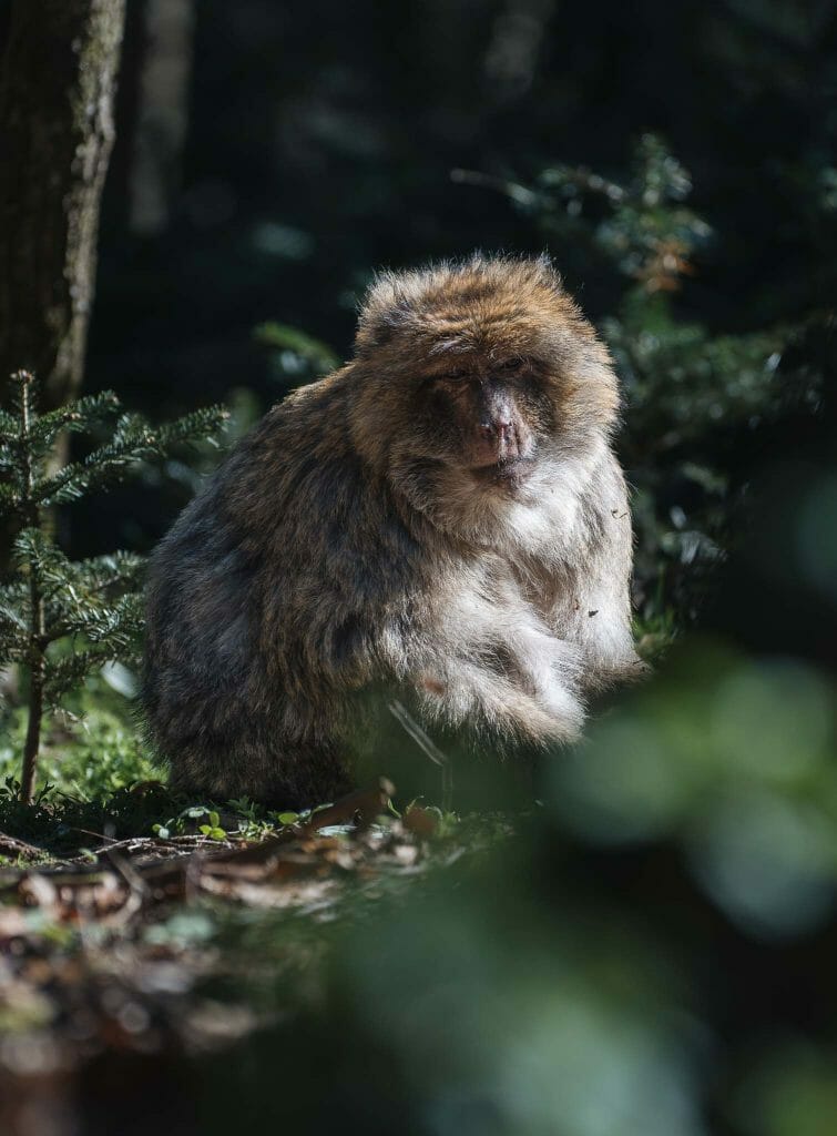 alsace montagne des singes
