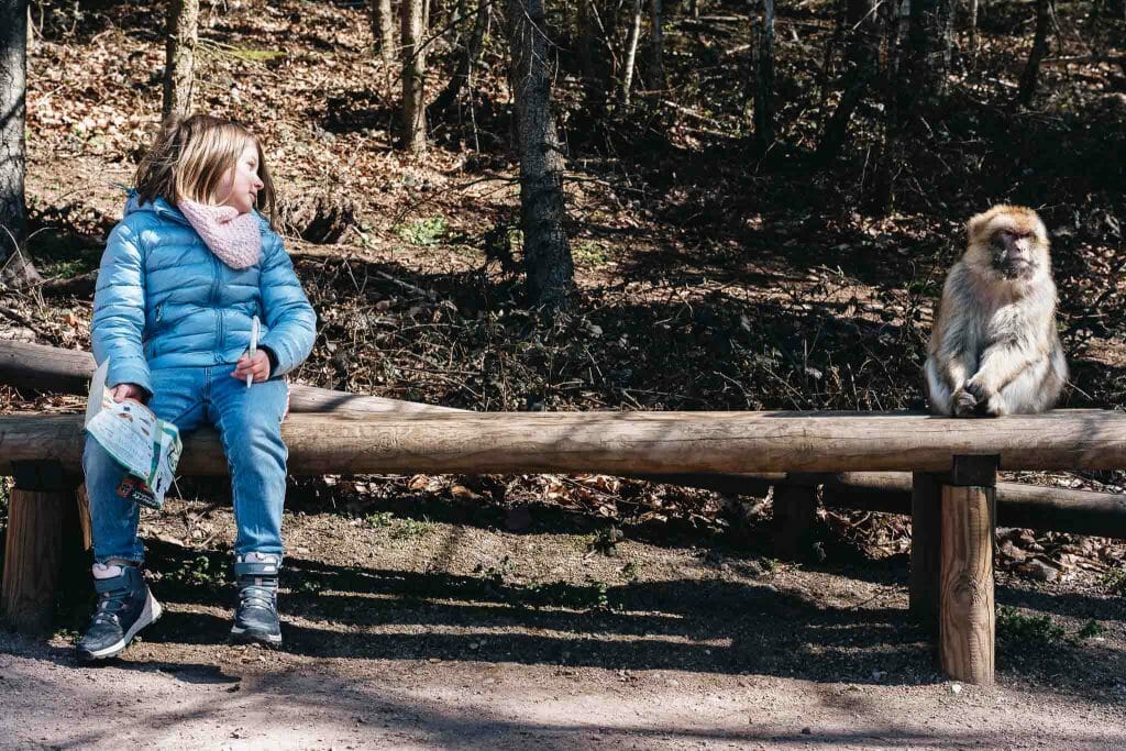 alsace montagne des singes
