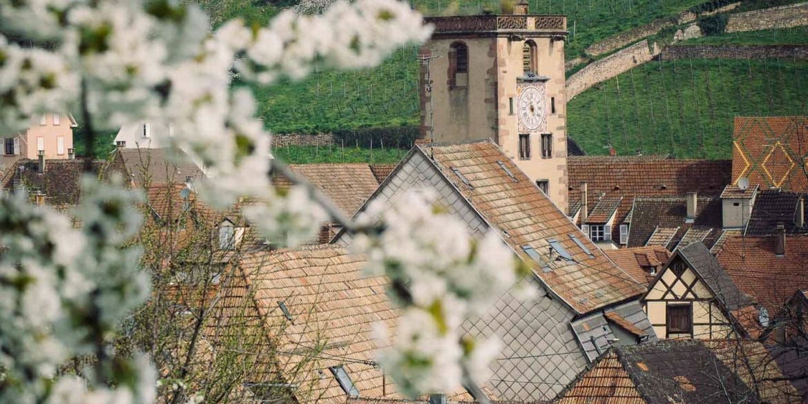 alsace ribeauvillé