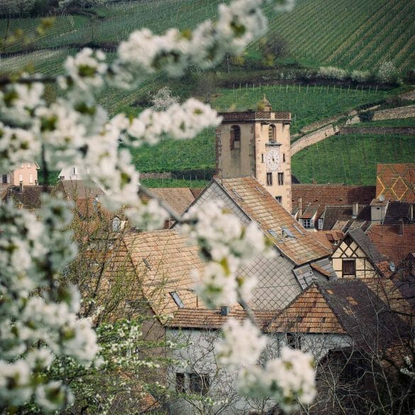 alsace ribeauvillé