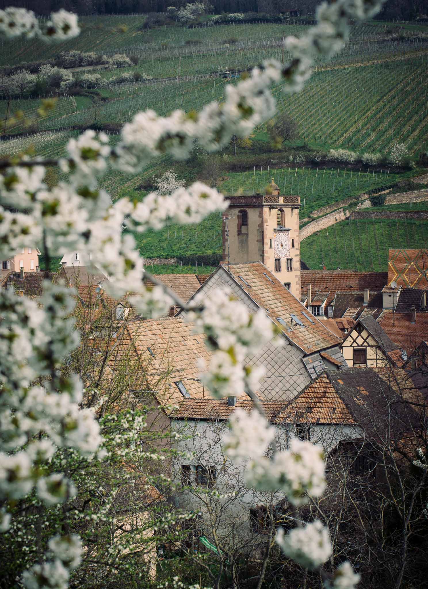 alsace ribeauvillé