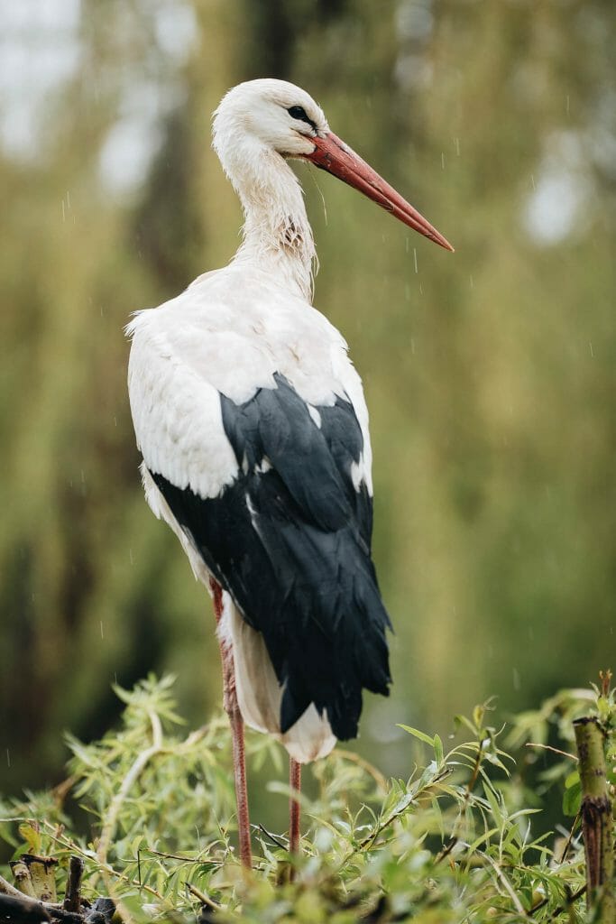 Naturoparc Hunawihr Alsace