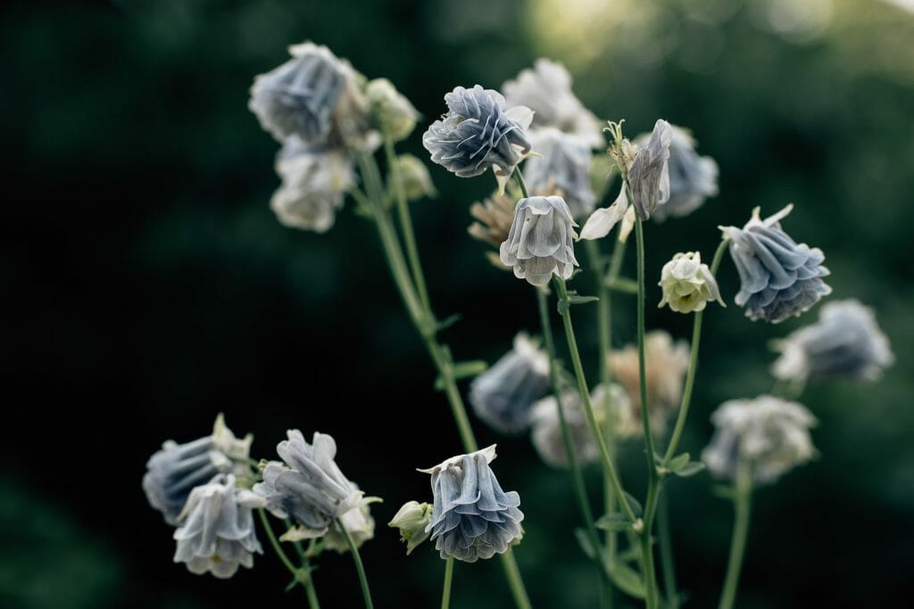fleurs jardin des sources
