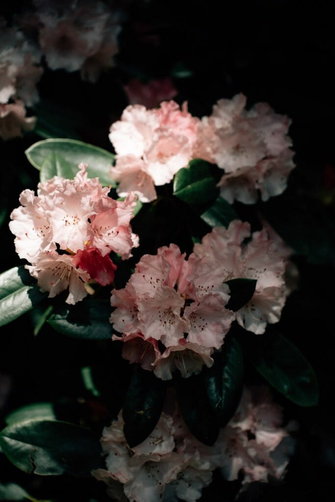 fleur jardin vesterival