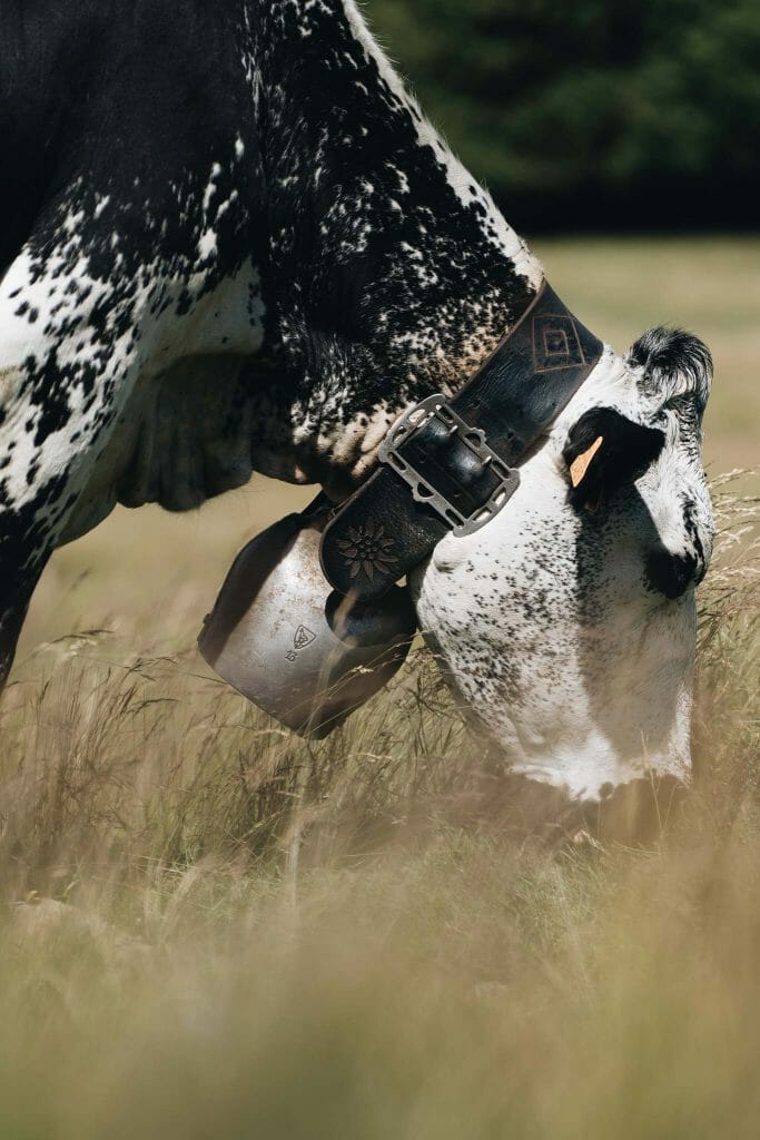 vache grand ballon alsace
