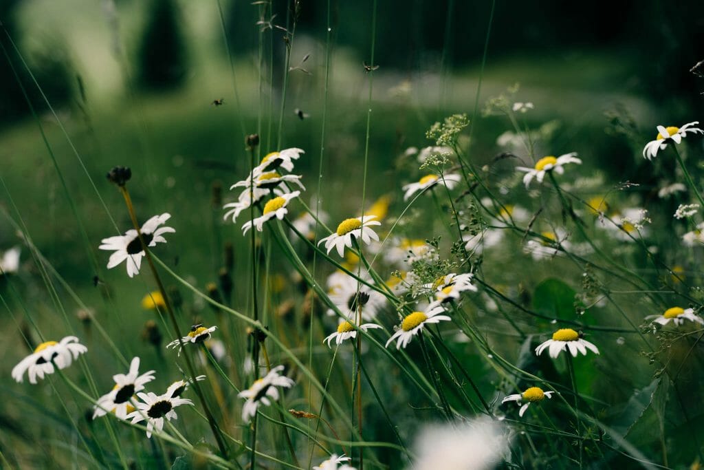 fleur montagne autrcihe
